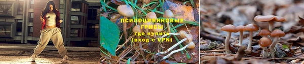 apvp Аркадак